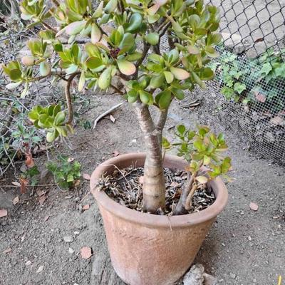 Jh186 garden pots 3