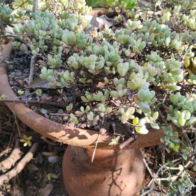 Jh181 garden pots 2