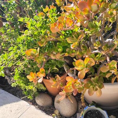 Jh180 garden pots 1