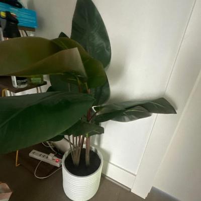 Indoor plant