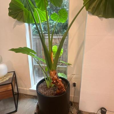 Various plants