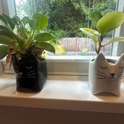 Small plants
