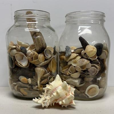 Shell Collection Of Two Large Glass Jars With A Murex Shell