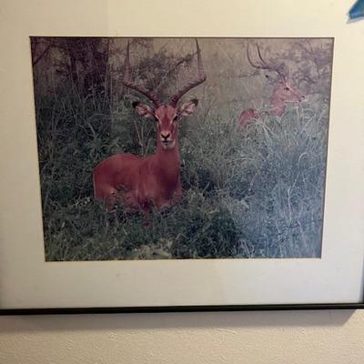 Sale Photo Thumbnail #45: Wildlife Photo