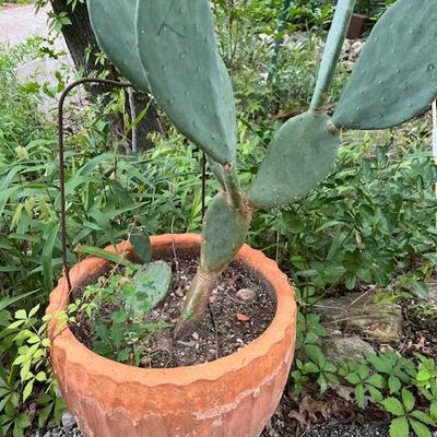Sale Photo Thumbnail #55: plants