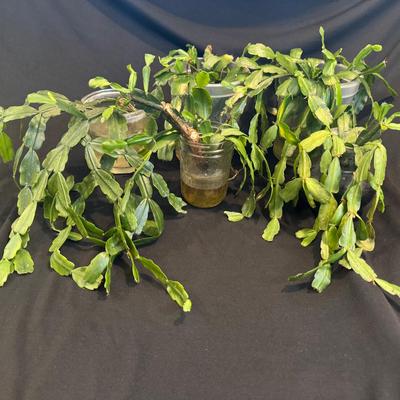 Christmas Cactus Root Cuttings