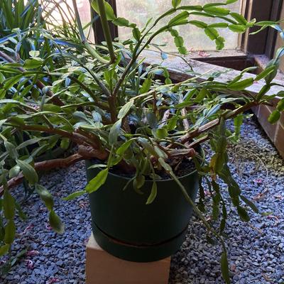 Large Christmas Cactus #2