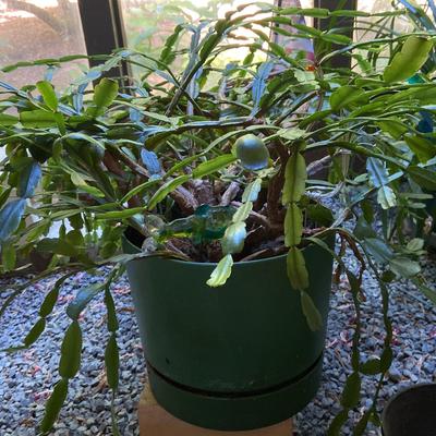 Large Christmas Cactus #1