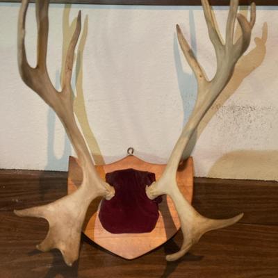 Caribou Antlers Displayed On Hanging Plaque