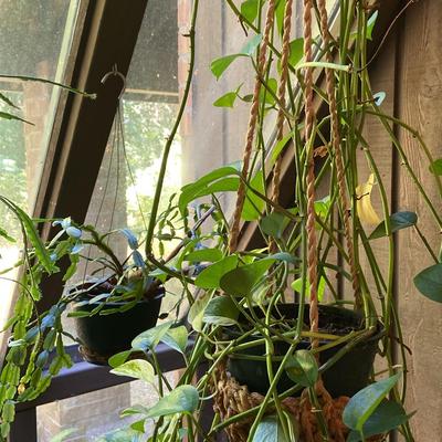 Pathos And Hanging Christmas Cactus