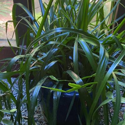 Possible Iris