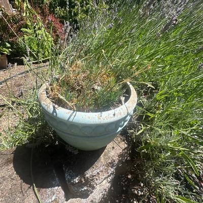 Potted plants