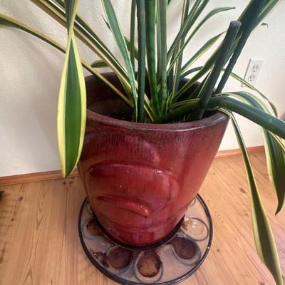 Indoor plant