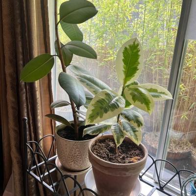 Potted plants