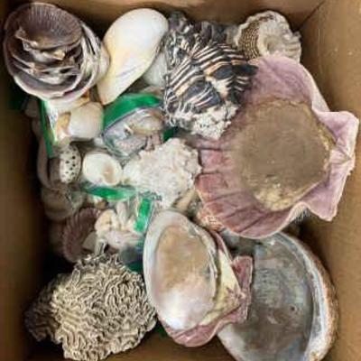 Bo316 shell mystery lot