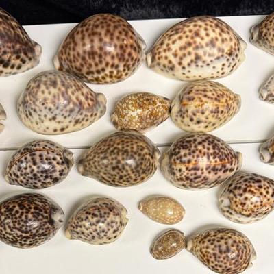 Tiger Cowrie Shells 