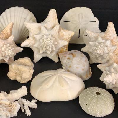 Collection Of Seashells