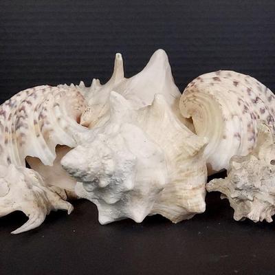 Variety Of Seashells With Conch. Spider Conch, Murex And Giant Clams