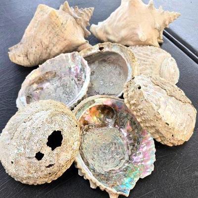 Abalone Shells, Queen Conch Shells