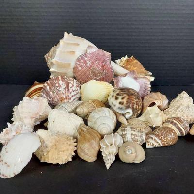 Collection Of Seashells With Conch. Wentletrap And More