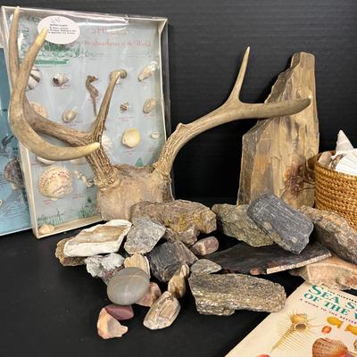 Nature Collectibles with Antlers, Rocks and Shells