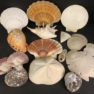 Sea Shells Collection 
