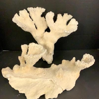 White Coral Pieces