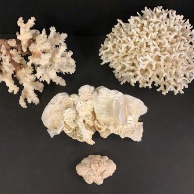 Variety Of Coral Pieces