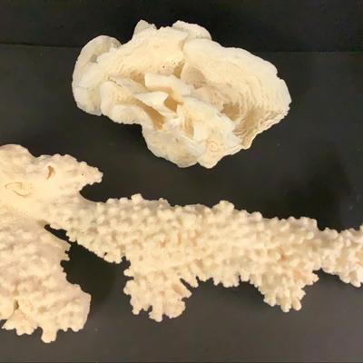 Two Pieces White Coral