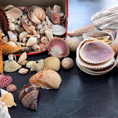 Seashells By The Seashore Collection #B