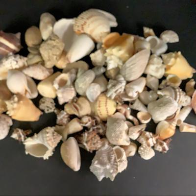 Assortment Of Sea Shells