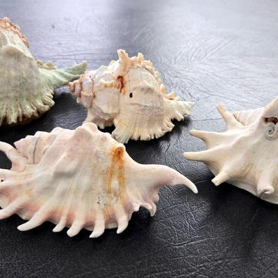 Ramos Murex Shells (2) and Spider Conch Shells (2)