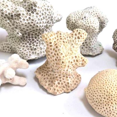 Collection Of  Decorative Coral