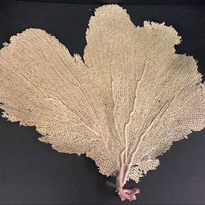 Large Fan Coral