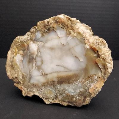 Petrified Wood Specimen