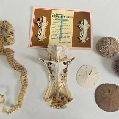 Crucifix Fish, Worm Snail Shell, Sea Urchins, Sandollars