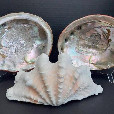 Pair Of Abalone Shells With Ruffled Clam Shell