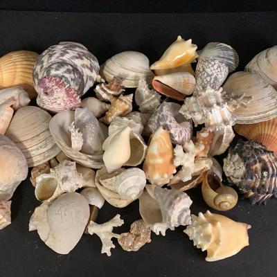 Assortment Of Sea Shells #2