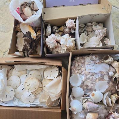 Seashells By The Seashore Collection #A