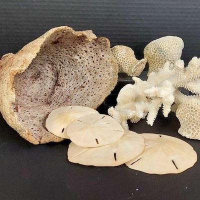 Elephant Ear Sea Sponge, White Coral With Sand Dollars and Brain Coral