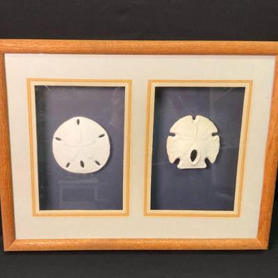 Sand Dollar Shadow Box