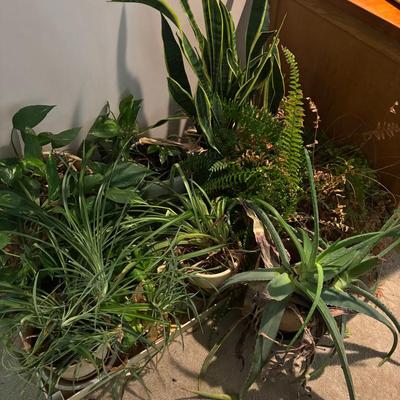 Plants & More Plants