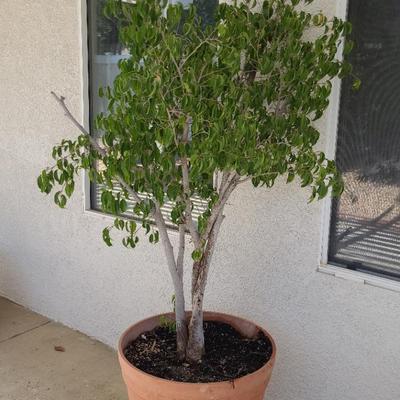 Ficus #2