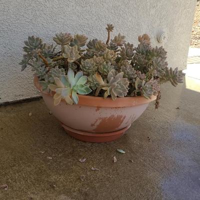 Succulent #1