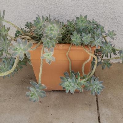 Succulent #2