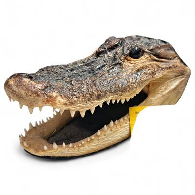 Sale Photo Thumbnail #93: Preserved American Alligator Head