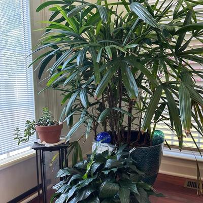 Assotment Of Indoor Plants And Pots