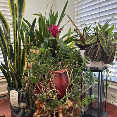 Plants, Plant Stands And Pots