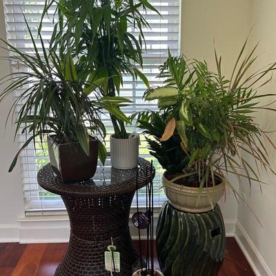 Small Wicker Table With Glass Top And Fabulous Indoor Plants