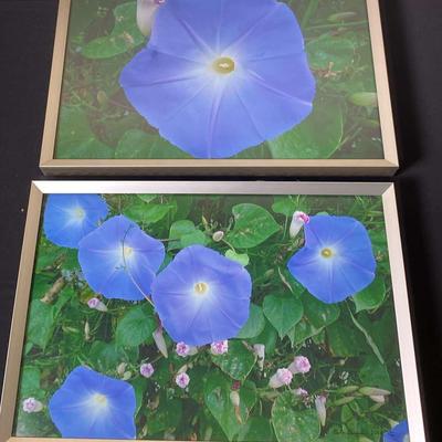 Morning Glories Prints